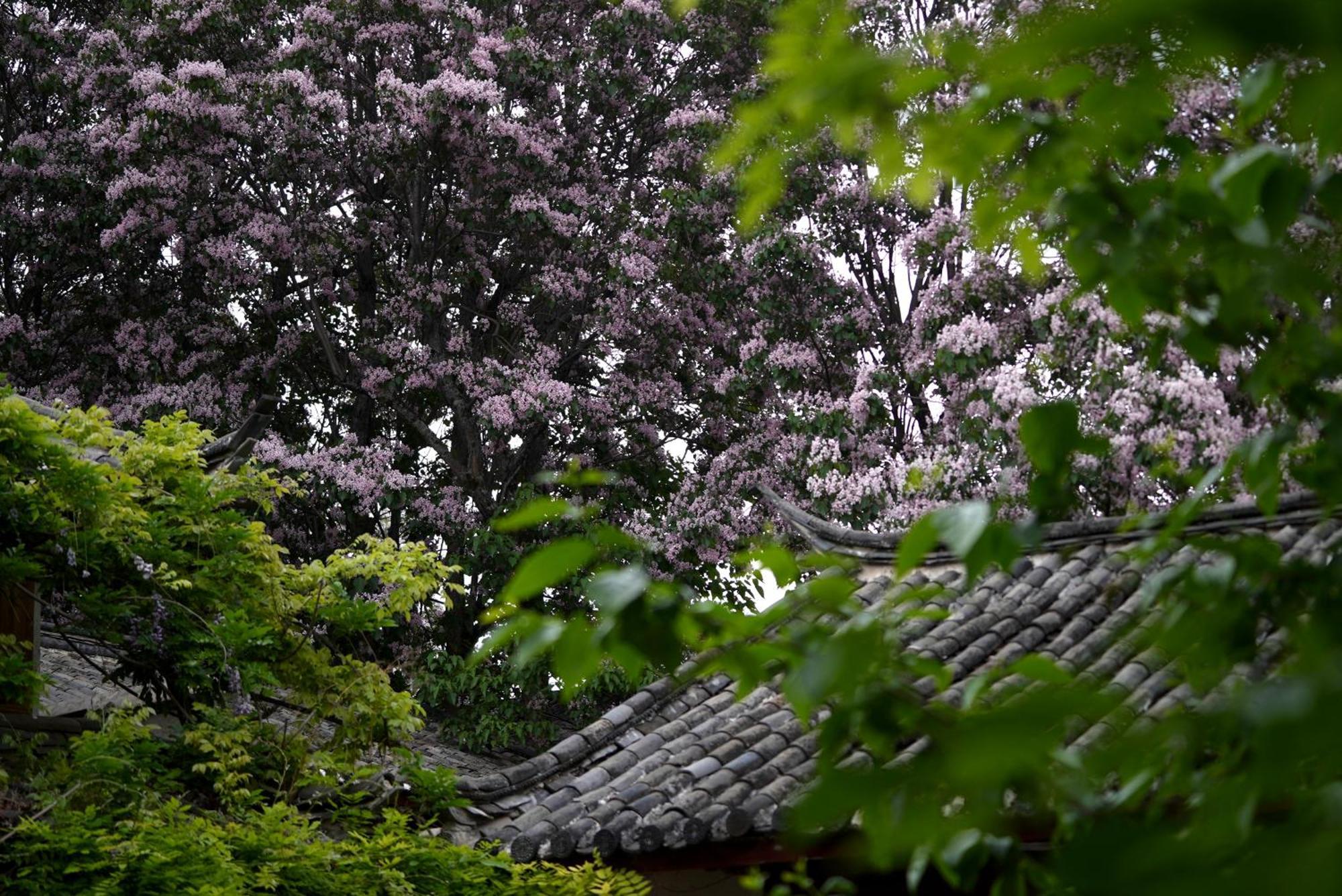 마이 러브 인 리장 외부 사진